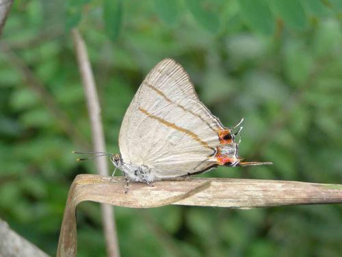 Iolaus eurisus