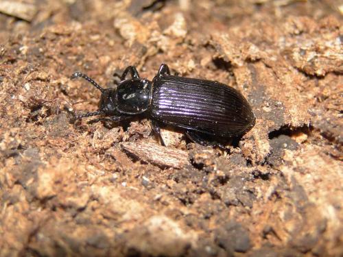 Réf. 58 801 : Tenebrio sp.