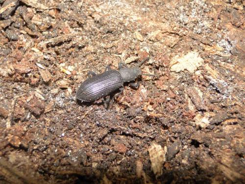 Prioscelides striatus