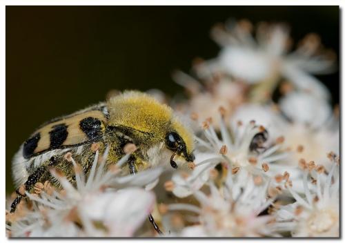 Trichius sp.