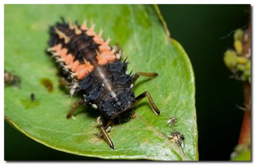 Harmonia axyridis