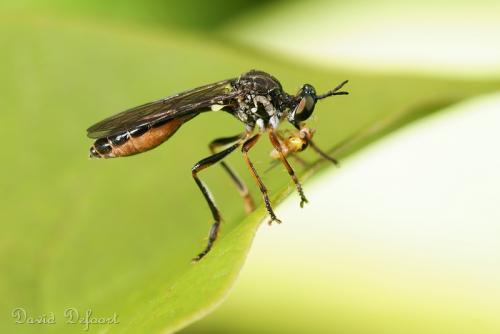 Dioctria hyalipennis
