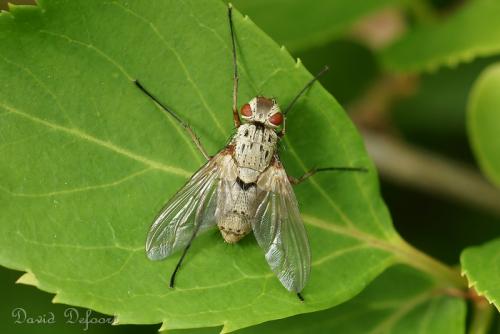 Réf. 58 631 : Dexia rustica