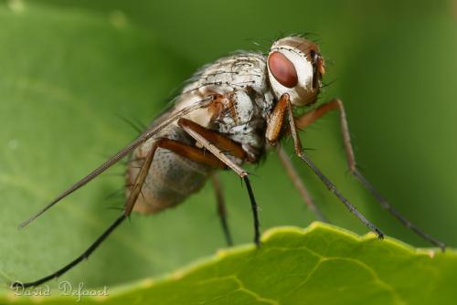 Réf. 58 612 : Dexia rustica
