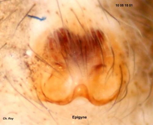Phlegra bresnieri