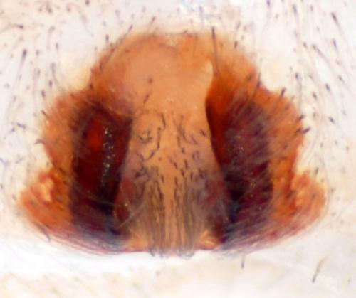 Philodromus aureolus