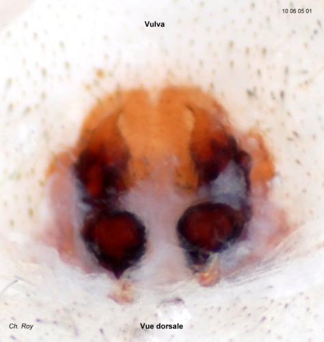 Philodromus aureolus