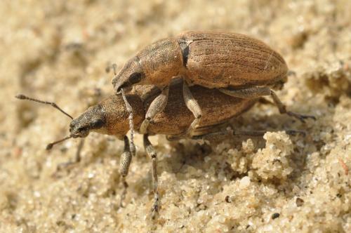 Réf. 58 733 : Tanymecus palliatus
