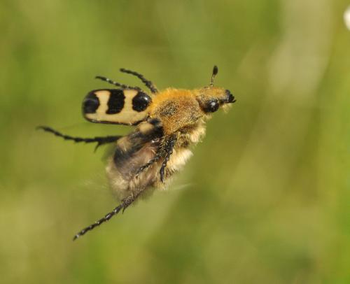Réf. 58 686 : Trichius sp.