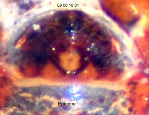 Ceratinella brevis