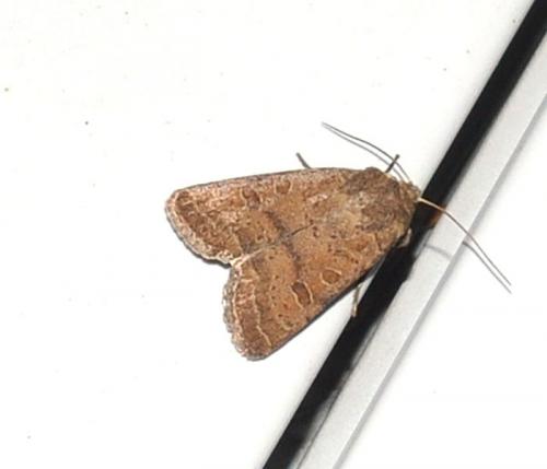 Hoplodrina sp.