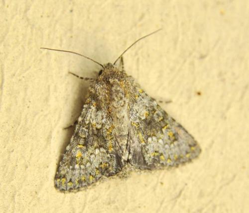 Réf. 58 489 : Hecatera dysodea
