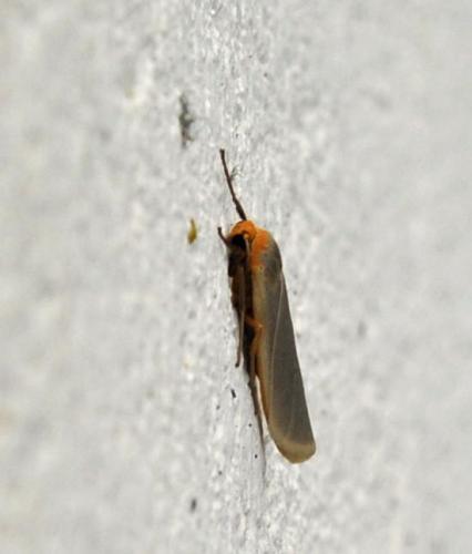 Eilema complana