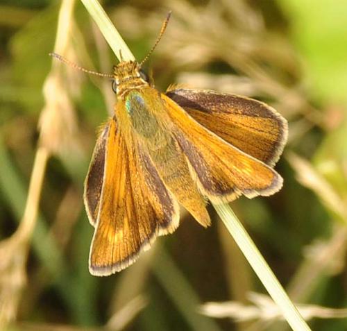 Réf. 58 549 : Thymelicus acteon