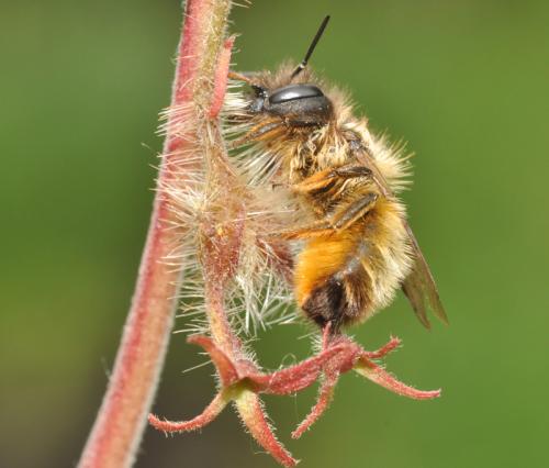 Réf. 58 171 : Osmia bicornis
