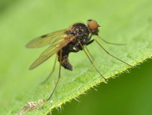 Chrysopilus cristatus