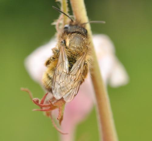 Réf. 58 172 : Osmia bicornis