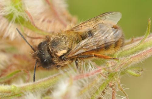 Réf. 58 173 : Osmia bicornis