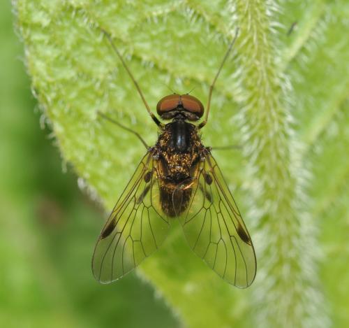 Chrysopilus cristatus