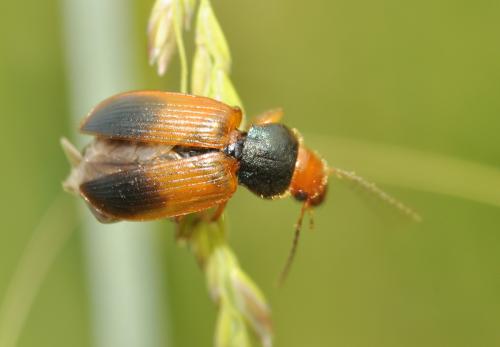 Réf. 58 524 : Diachromus germanus