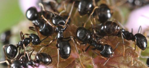 Lasius fuliginosus