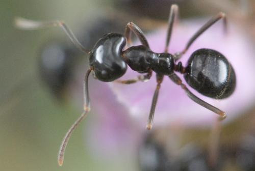 Lasius fuliginosus