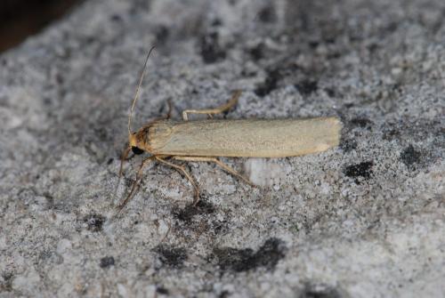 Réf. 58 118 : Eilema pygmaeola