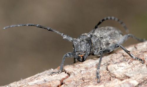 Réf. 58 663 : Morimus asper