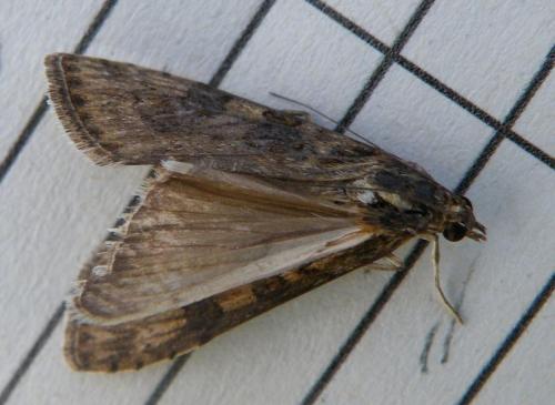 Nomophila noctuella