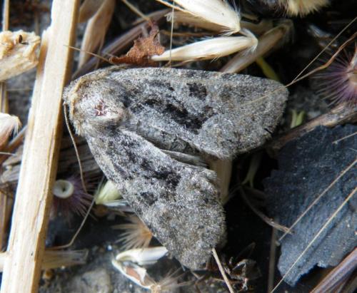 Oligia sp.