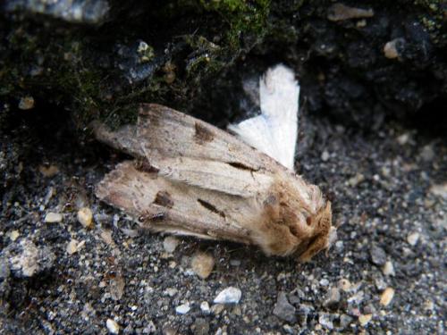 Agrotis exclamationis