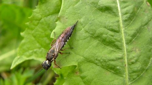 Xiphydria sp.