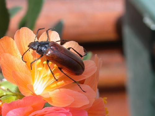 Omophlus lepturoides