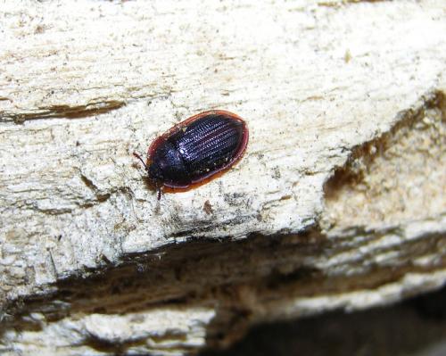 Peltis ferruginea