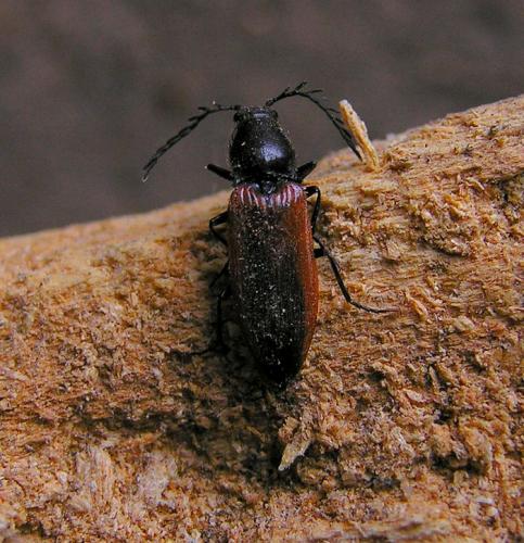 Réf. 58 296 : Anostirus pseudosulphuripennis