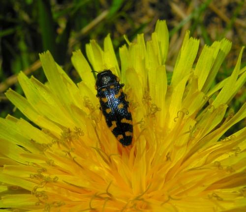 Réf. 58 942 : Acmaeodera quadrifasciata