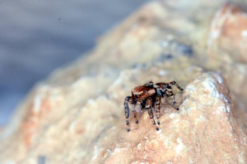 Evarcha falcata