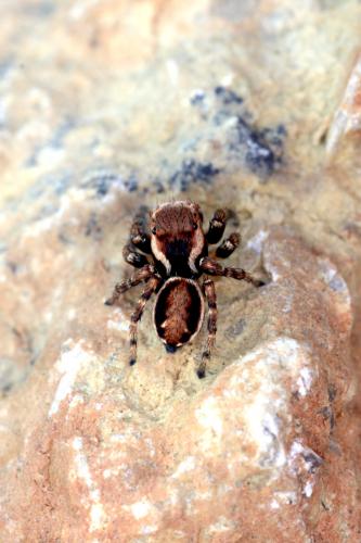 Evarcha falcata