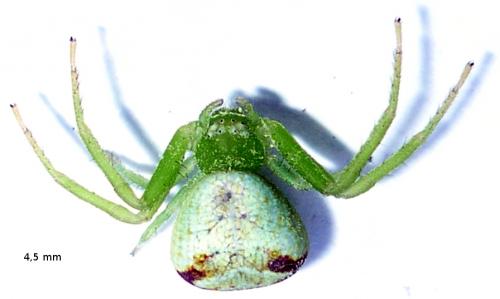 Ebrechtella tricuspidata