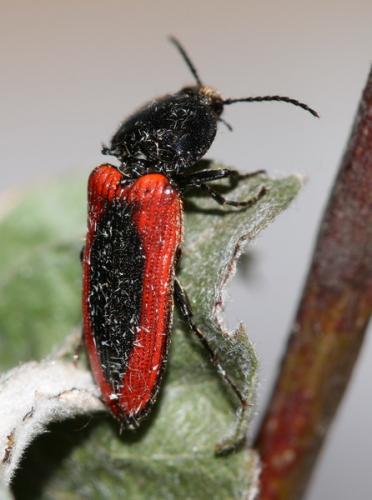 Réf. 58 017 : Ampedus sanguinolentus