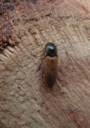 Peripontius rutilipennis
