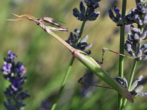 Réf. 58 337 : Empusa pennata
