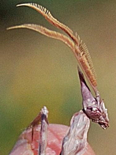 Réf. 58 339 : Empusa pennata