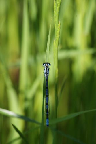 Réf. 58 735 : Enallagma cyathigerum