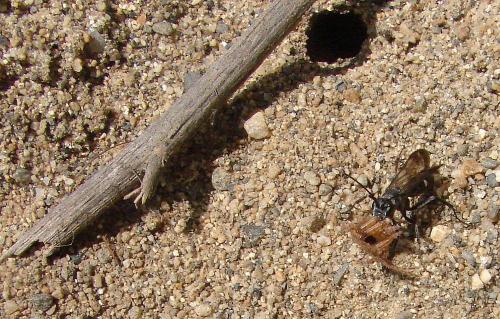 Episyron rufipes