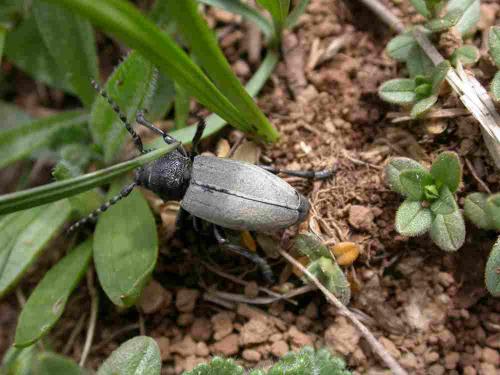 Réf. 58 197 : Iberodorcadion fuliginator