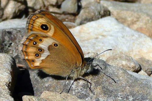 Coenonympha dorus