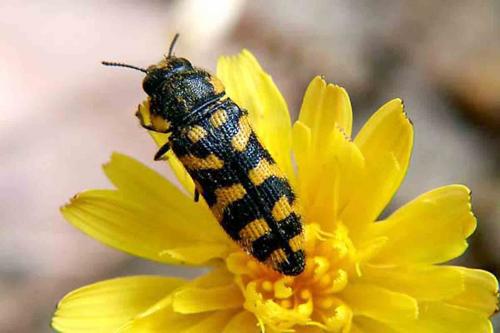 Acmaeodera quadrifasciata pruneri