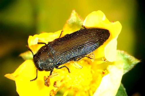 Réf. 58 949 : Acmaeodera quadrifasciata