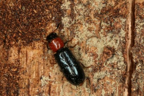 Dermestoides sanguinicollis